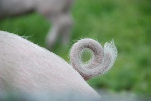 Pig Tail Fuzz Fix